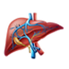 Human-Liver