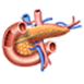 Pancreas