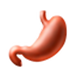 Stomach
